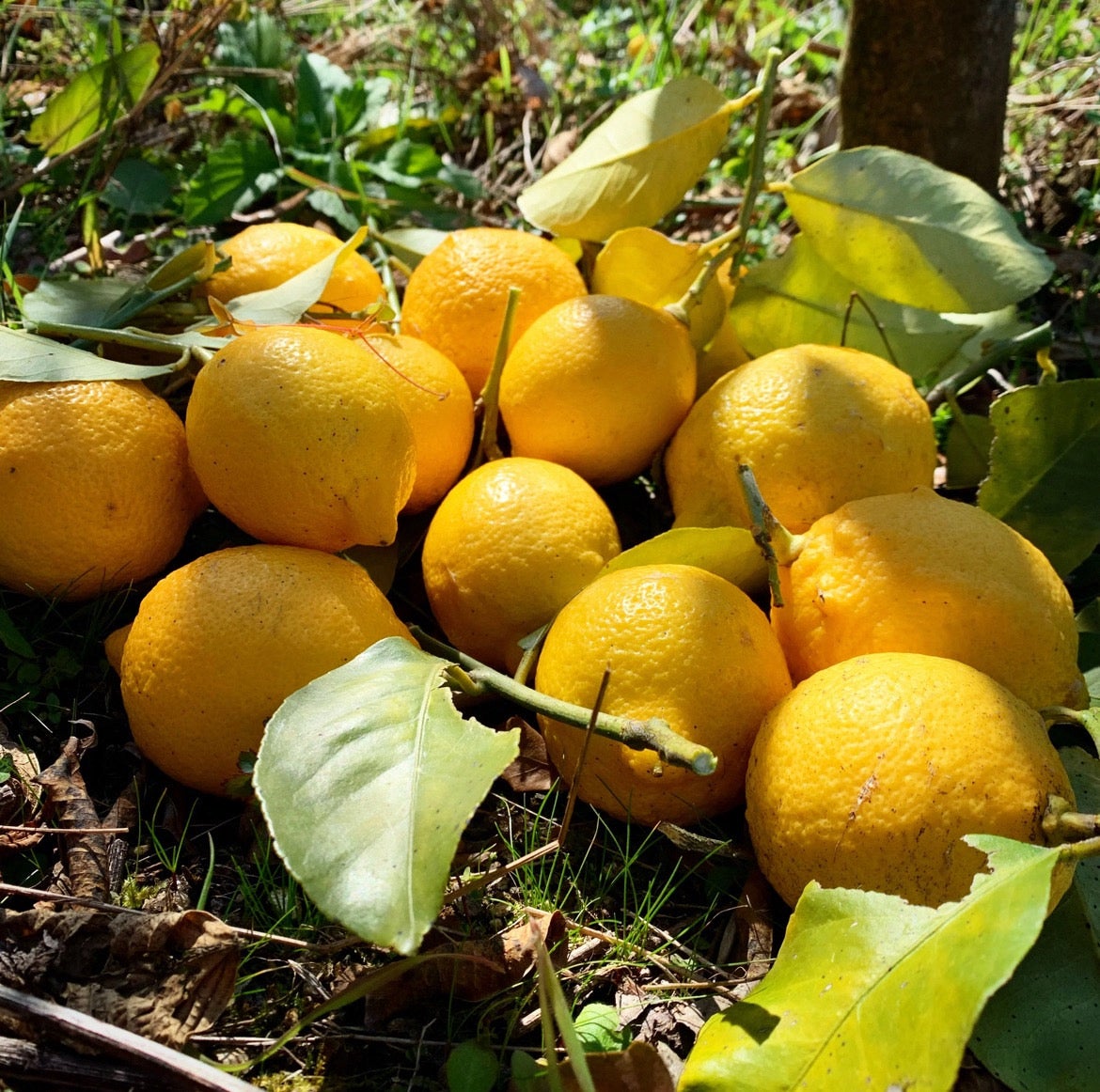 Home | freedom dictionary ONLINE SHOP